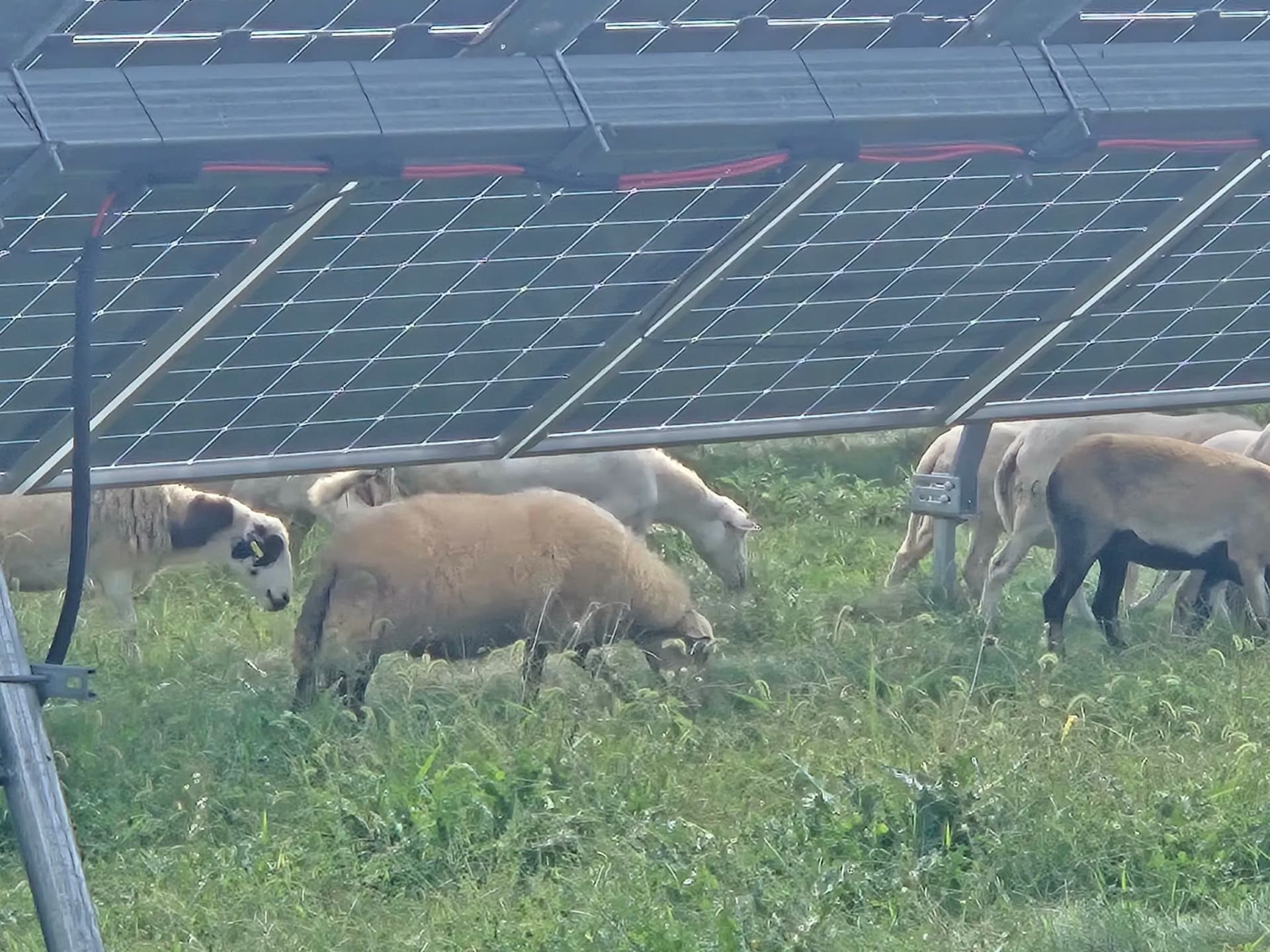 Gallery photos for Sheep Grazing on Solar Farms - A Smarter Way to Manage Land: Image #2