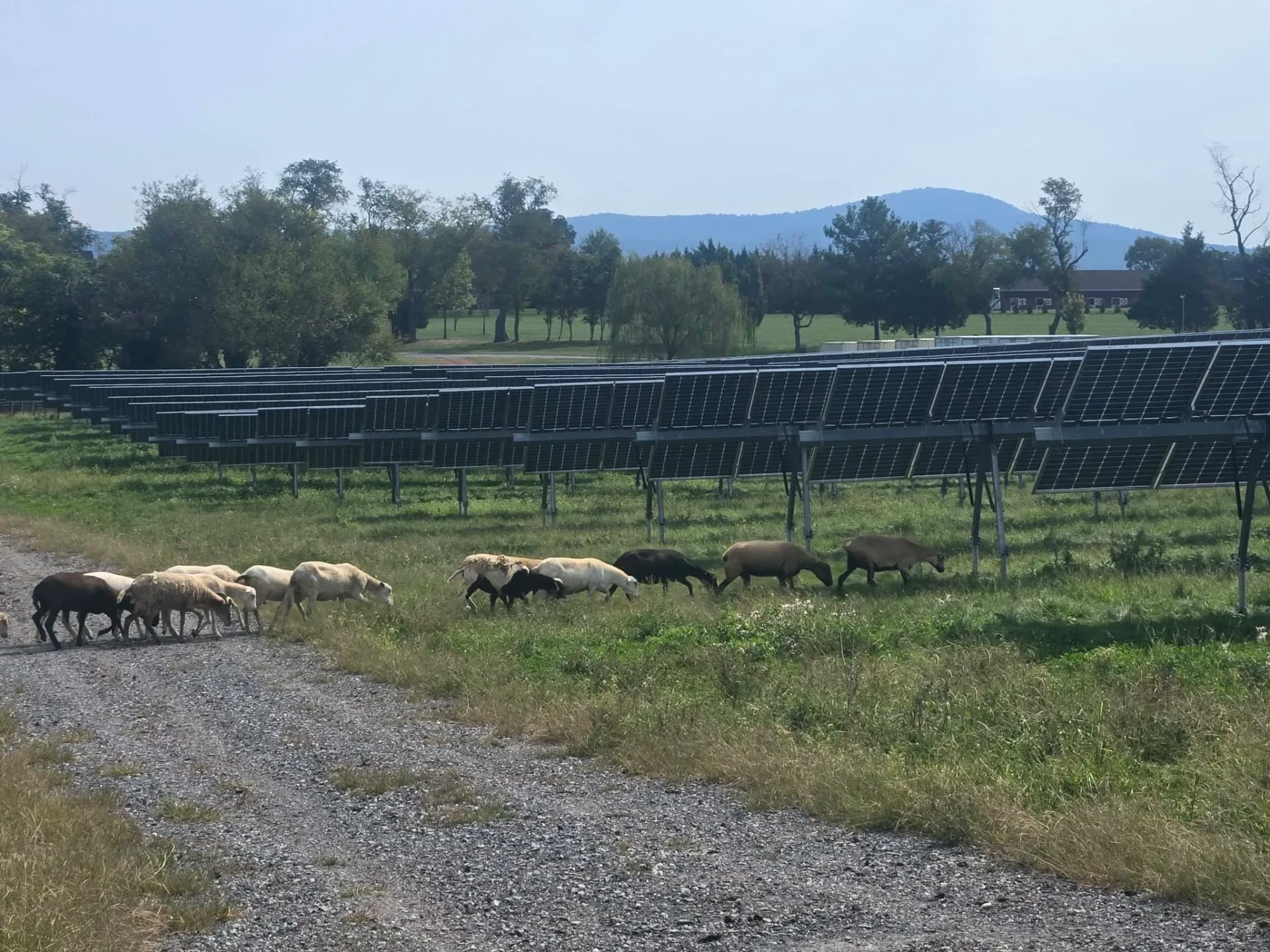Sheep Grazing on Solar Farms - A Smarter Way to Manage Land image