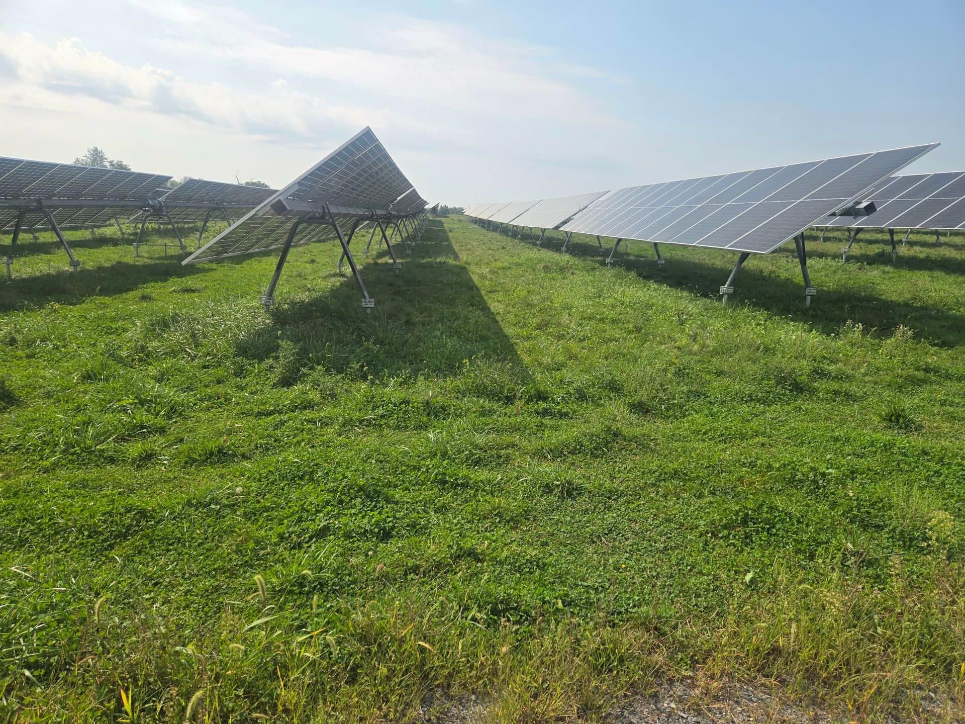 Gallery photos for Sheep Grazing on Solar Farms - A Smarter Way to Manage Land: Image #4
