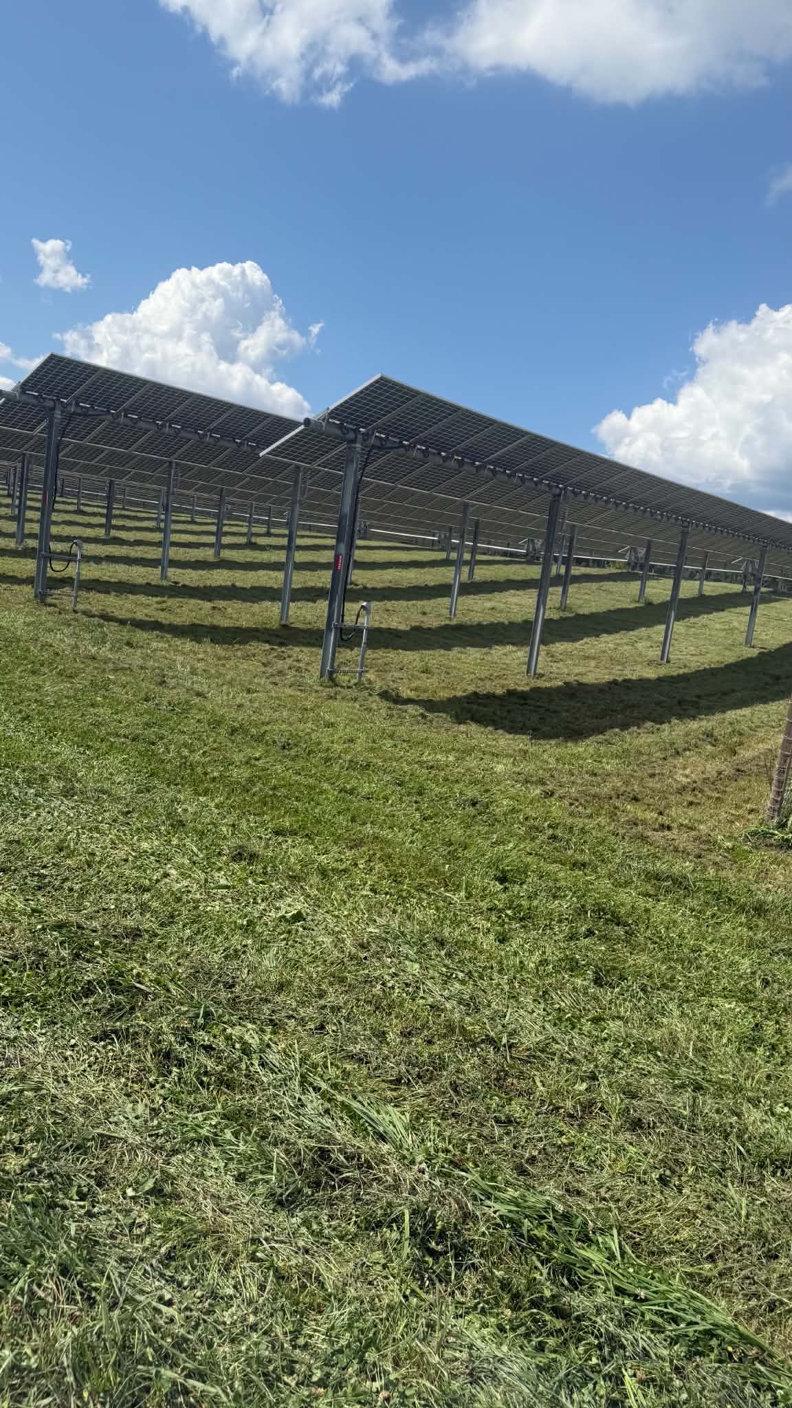 Gallery photos for Maryland Solar Farm Mowing Done Right: Image #2