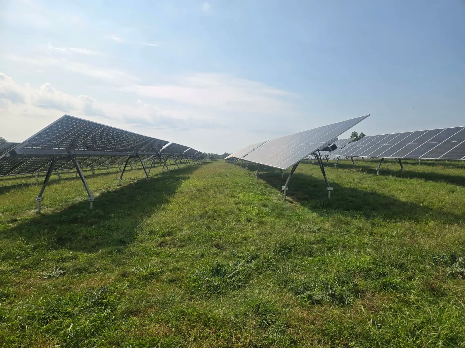 Gallery photos for Sheep Grazing on Solar Farms - A Smarter Way to Manage Land: Image #1