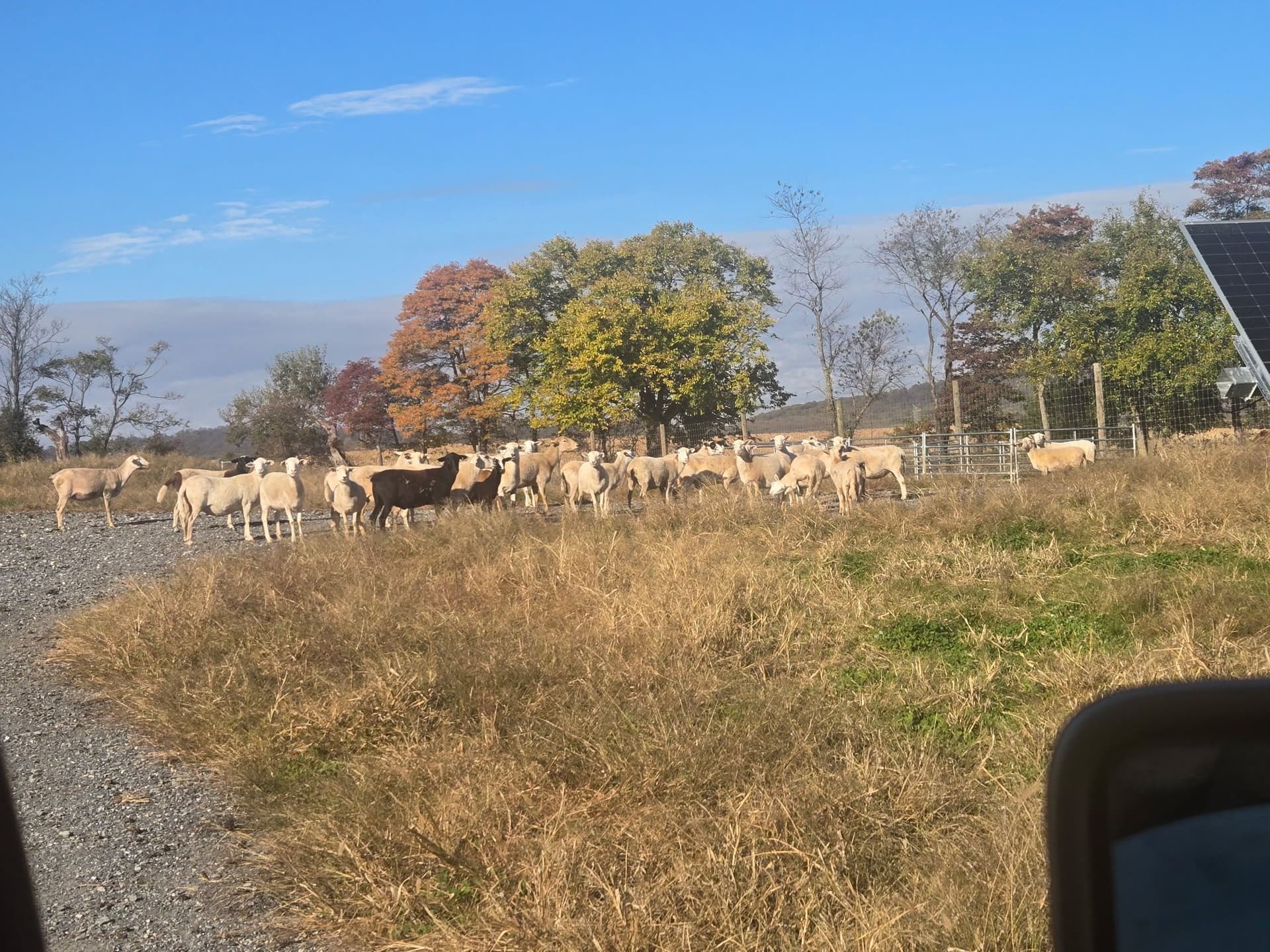 Sustainable Grazing at Solar Field in Adamstown MD image