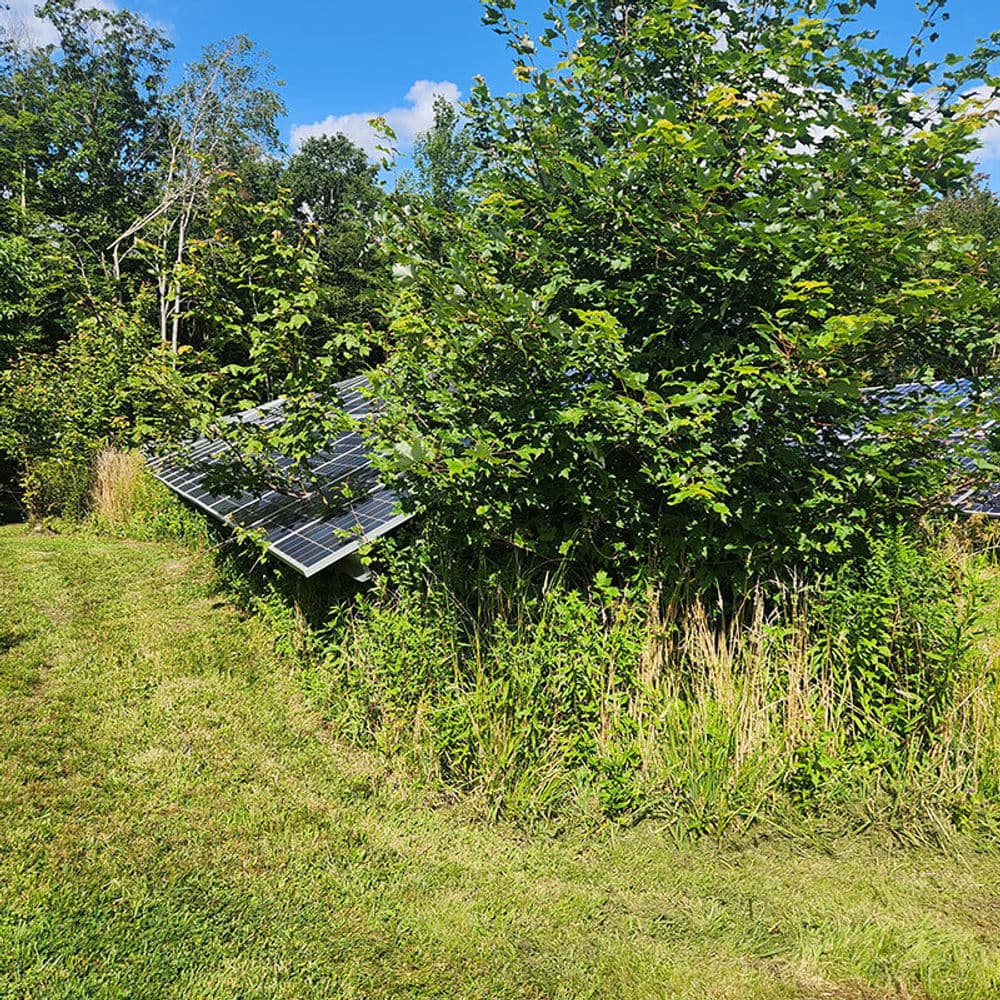 Solar panels partially hidden by greenery in a sunny outdoor setting.
